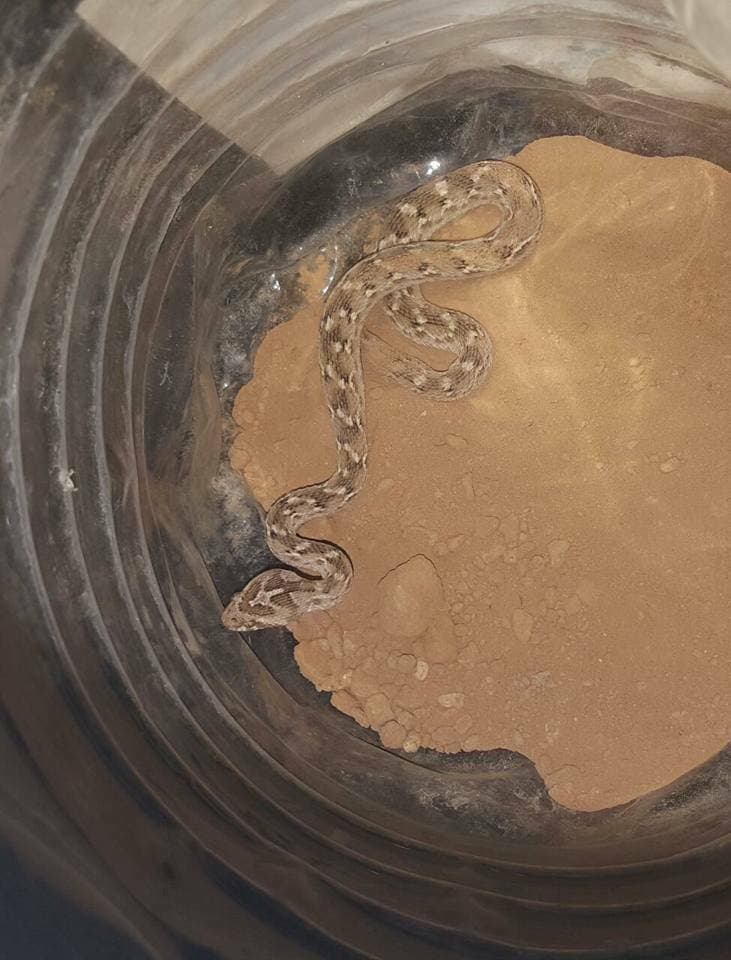 Saw-scaled viper photo 4
