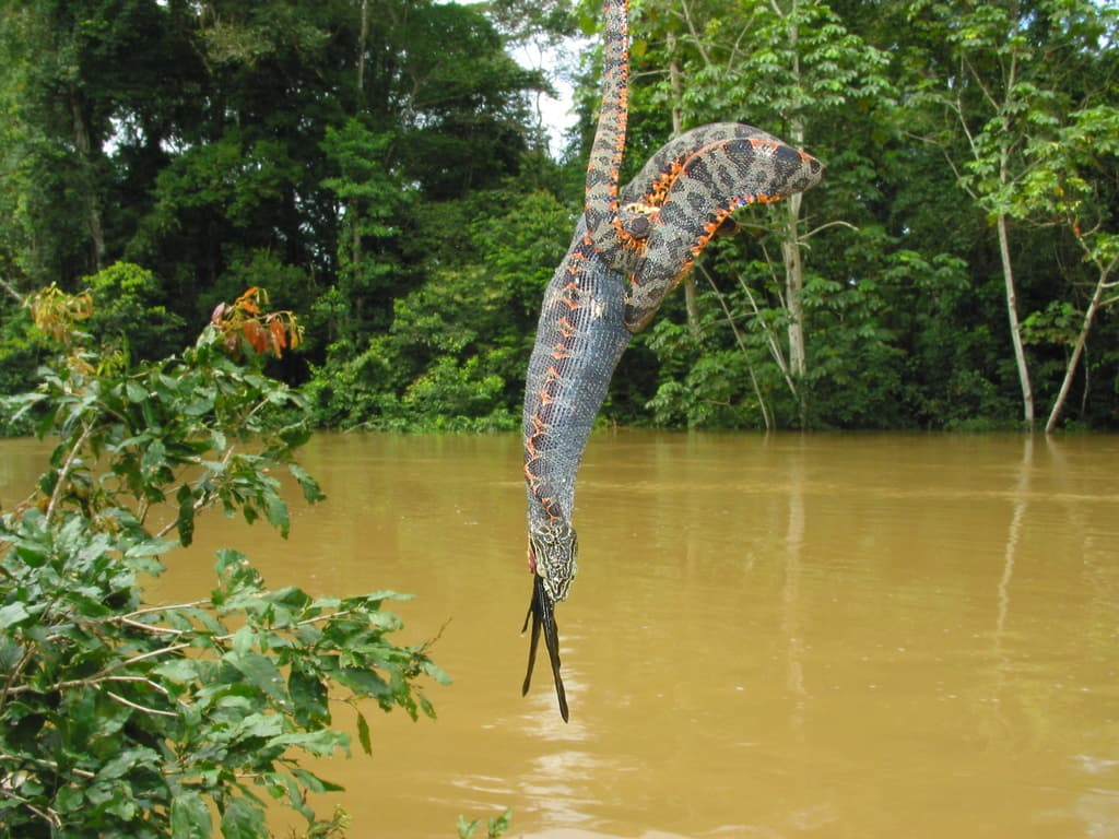Rainbow water snake photo 3