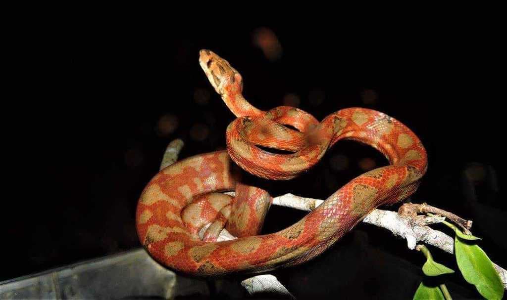 Rainbow water snake photo 4