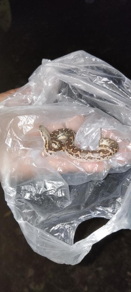 Rough-scaled sand boa photo 2