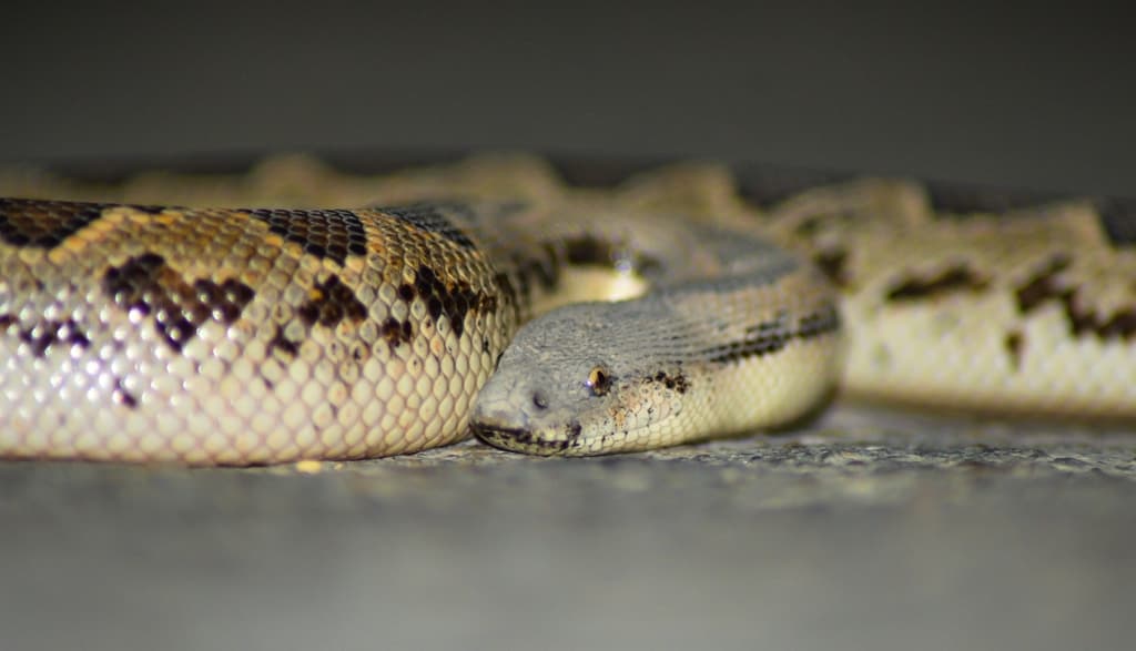 Rough-scaled sand boa photo 3