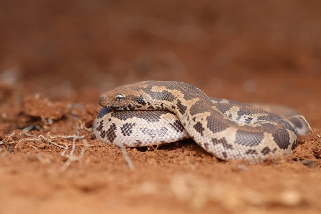 Rough-scaled sand boa photo 4