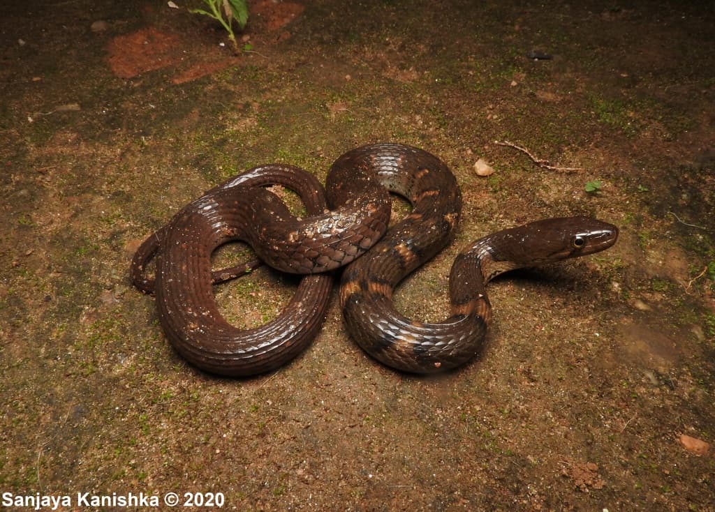 Sri Lanka checkered keelback photo 2