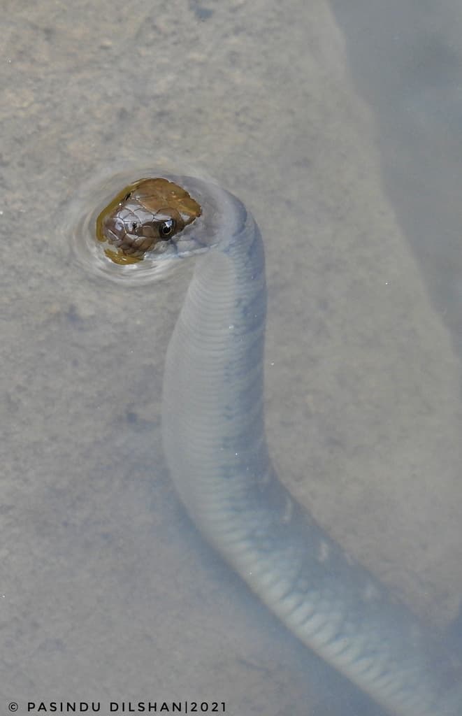 Sri Lanka checkered keelback photo 3