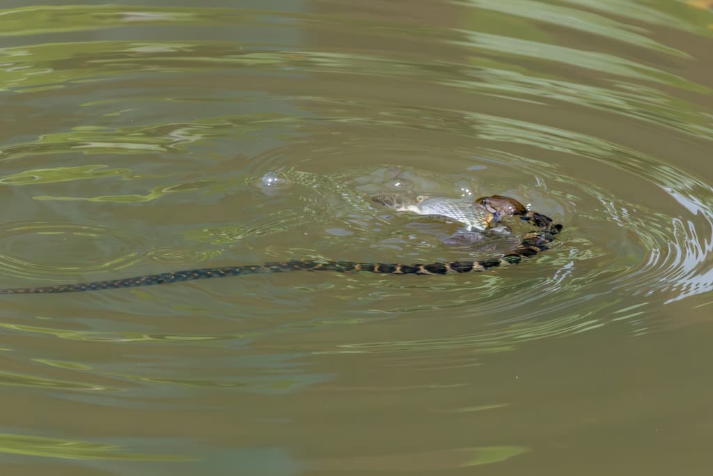 Sri Lanka checkered keelback photo 4