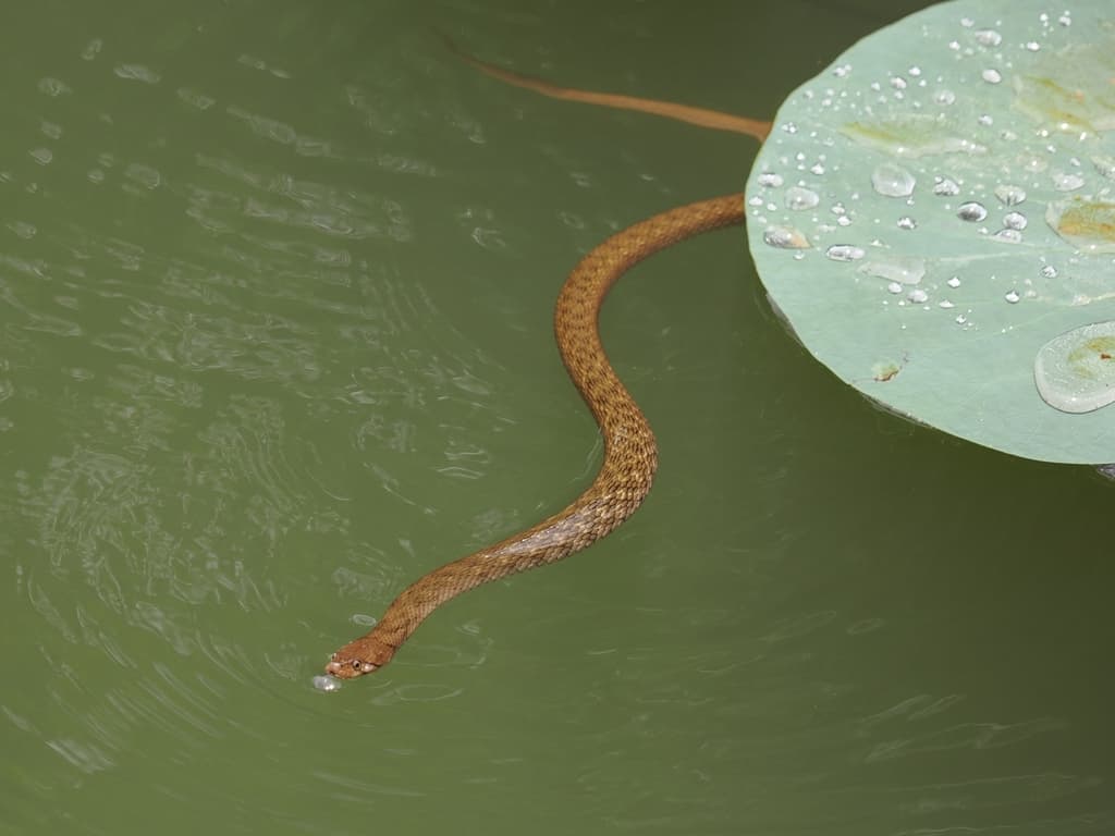 Tikiri keelback photo 2