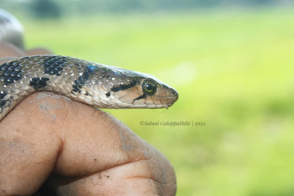 Tikiri keelback photo 3