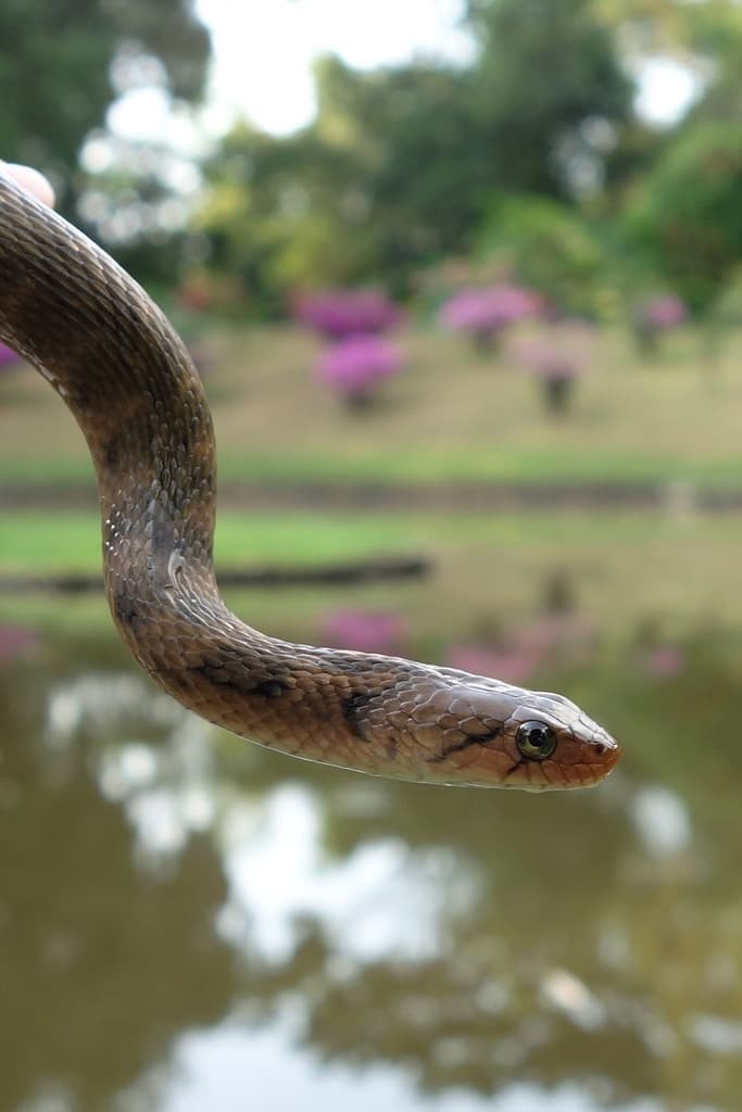 Tikiri keelback photo 4