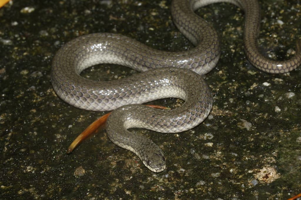 Glossy marsh snake photo 2