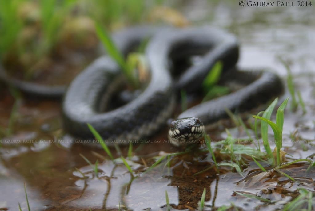Glossy marsh snake photo 3
