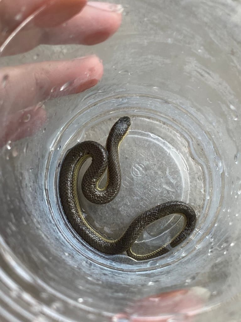 Glossy marsh snake photo 4