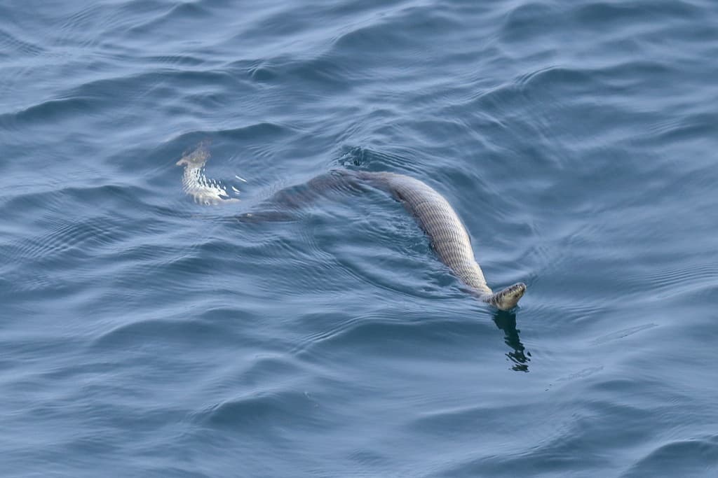 Shaw's sea snake photo 2