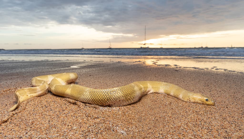 Shaw's sea snake photo 3
