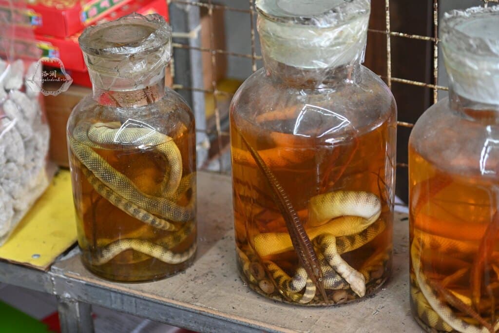 Annulated sea snake photo 2