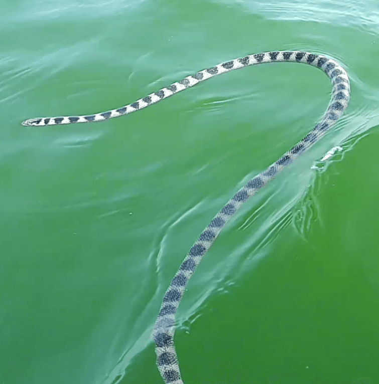 Annulated sea snake photo 3