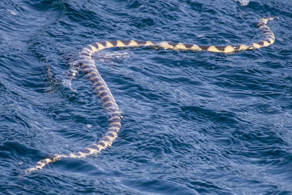 Annulated sea snake photo 4