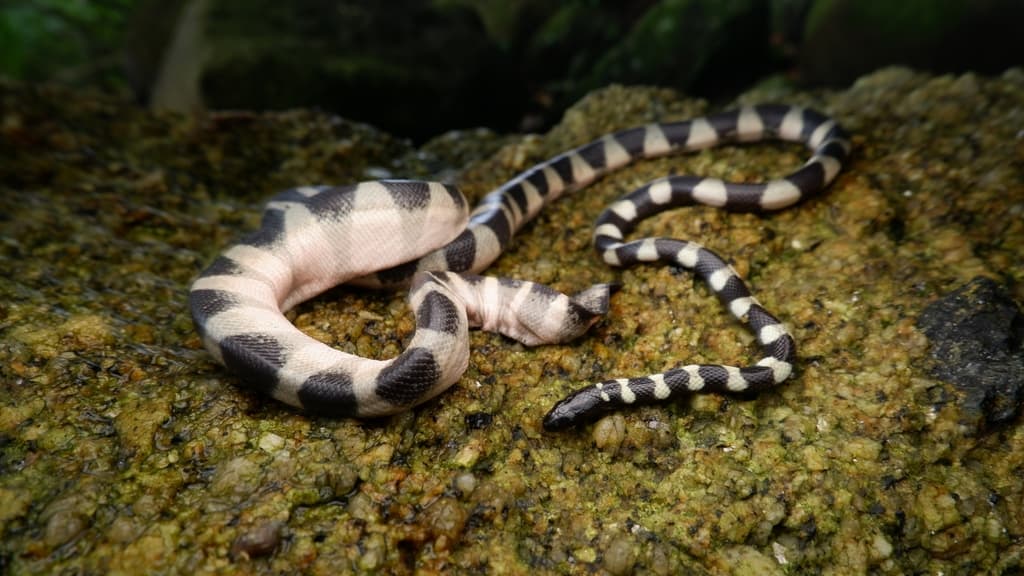 Striped sea snake photo 2