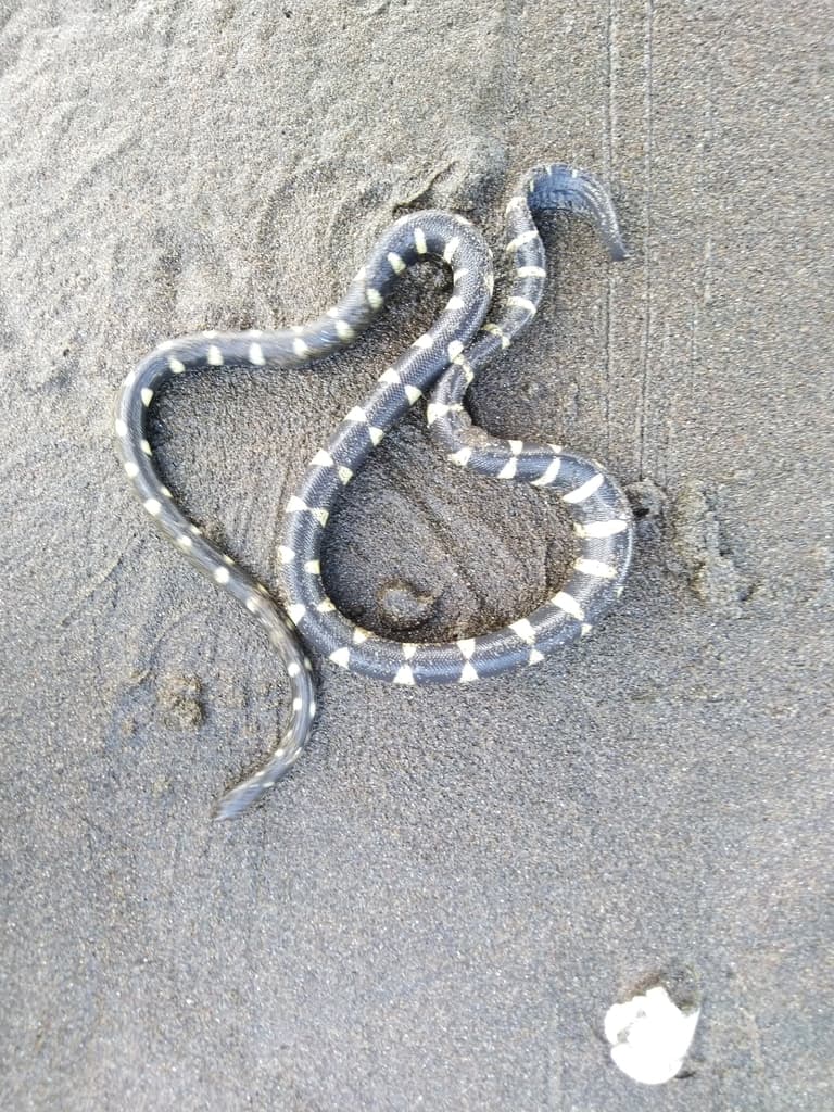 Striped sea snake photo 3