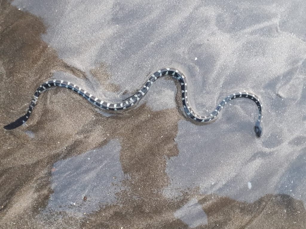 Striped sea snake photo 4