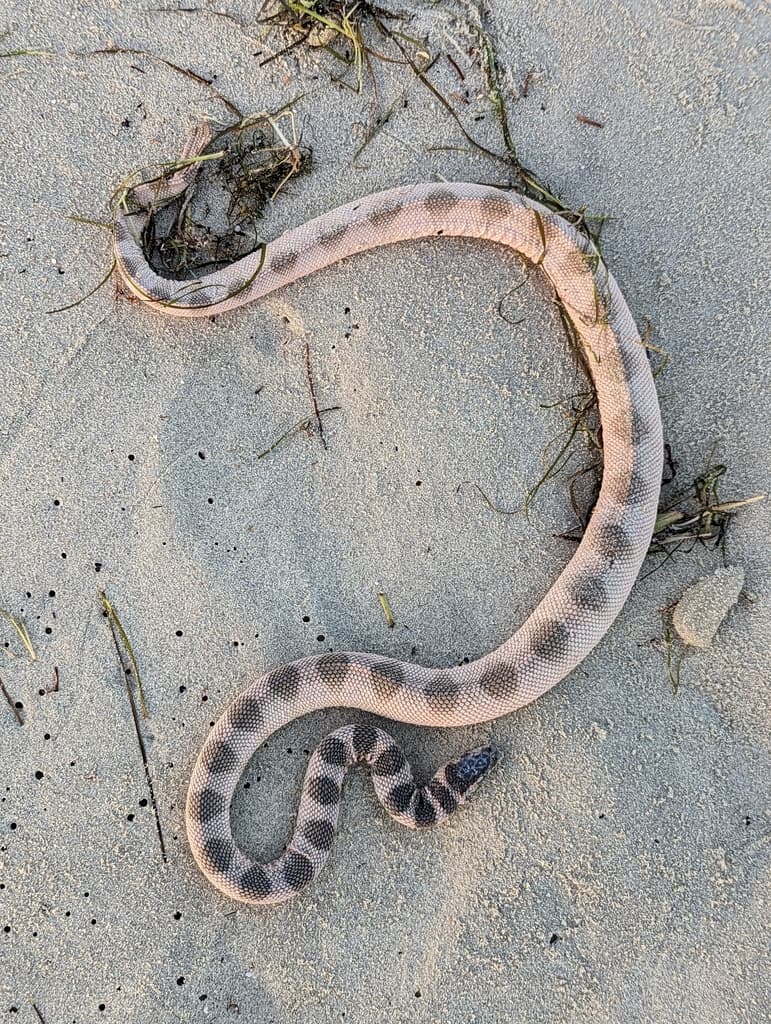 Persian Gulf sea snake photo 2