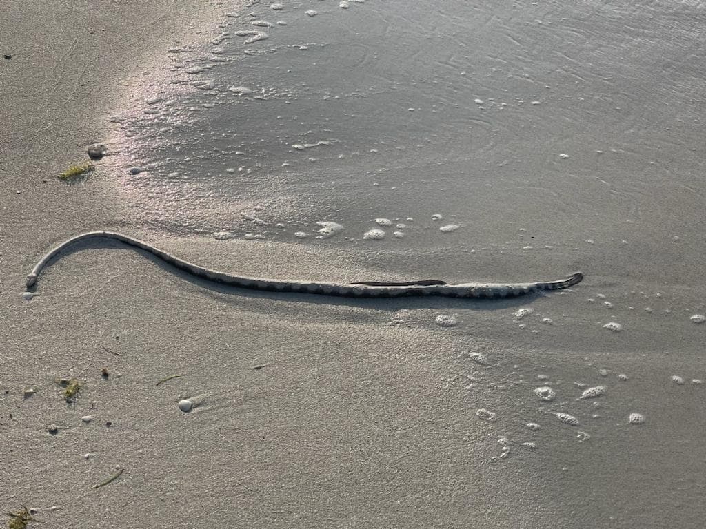 Persian Gulf sea snake photo 3