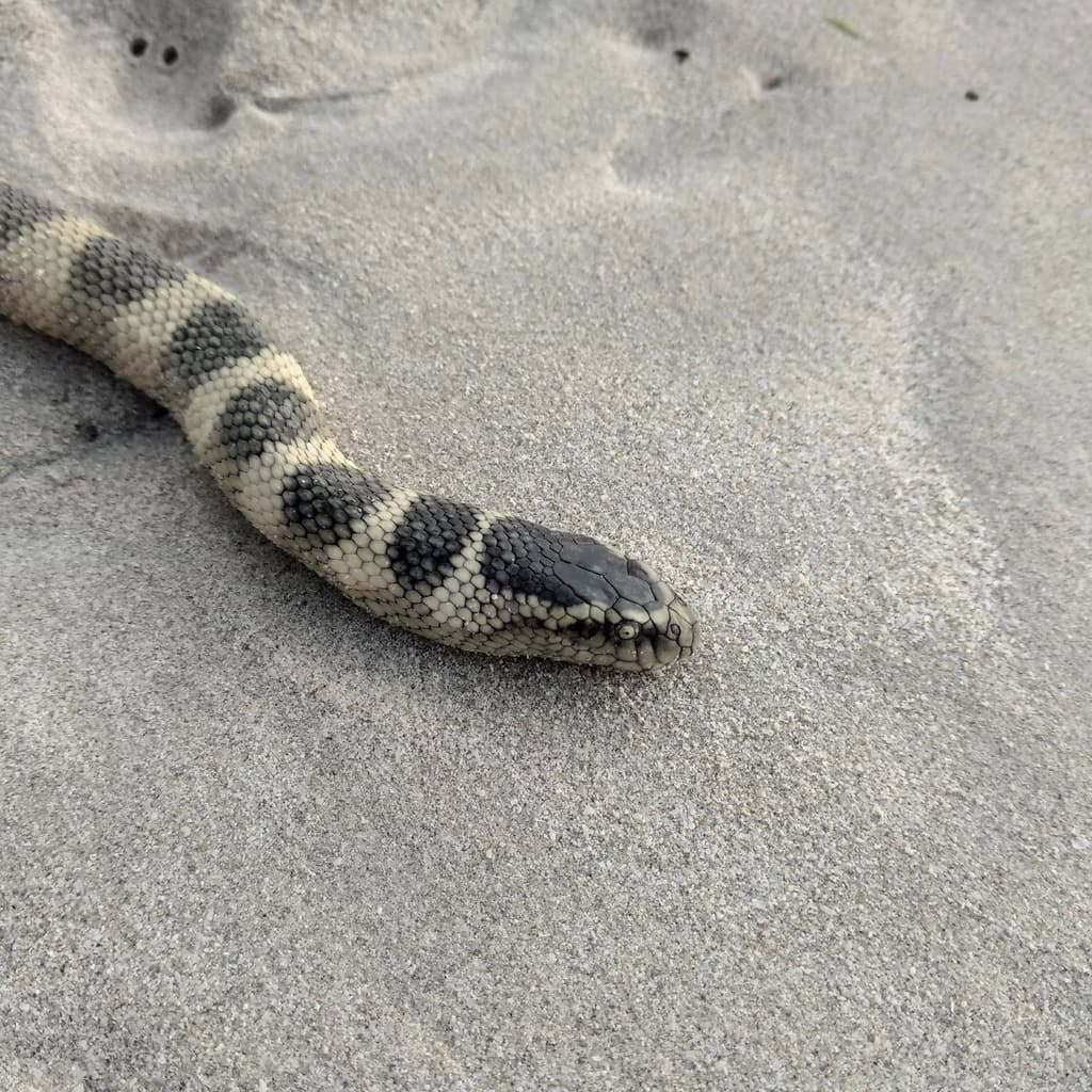 Persian Gulf sea snake photo 4