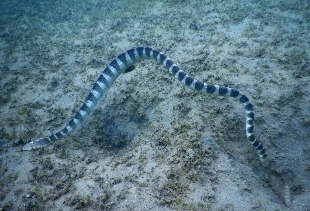 Ornate reef sea snake photo 2