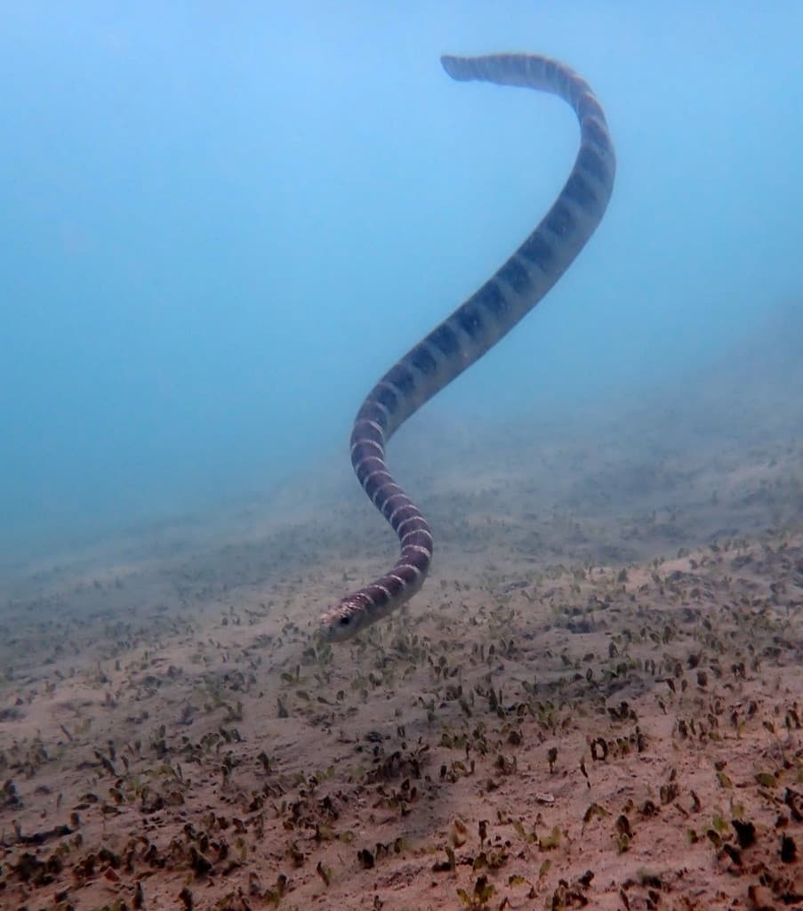 Ornate reef sea snake photo 3