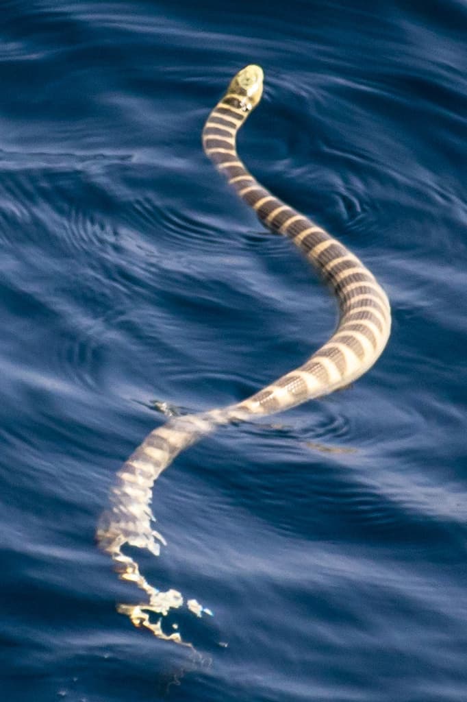 Ornate reef sea snake photo 4