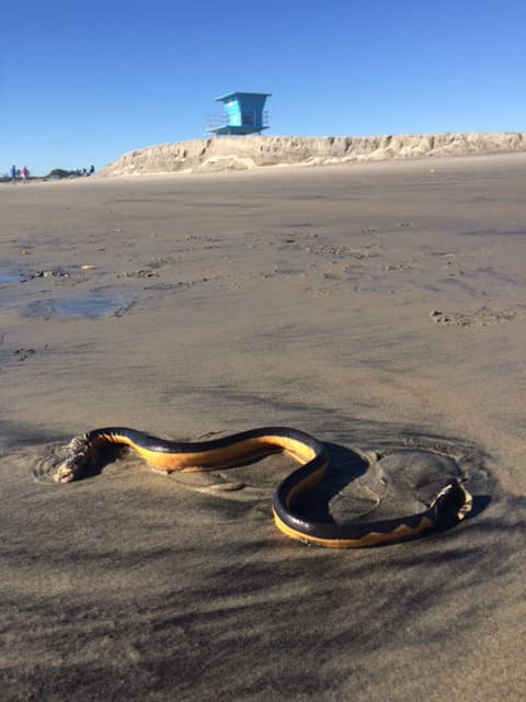 Yellow-bellied sea snake photo 2