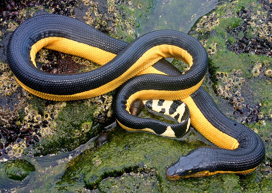 Yellow-bellied sea snake photo 3