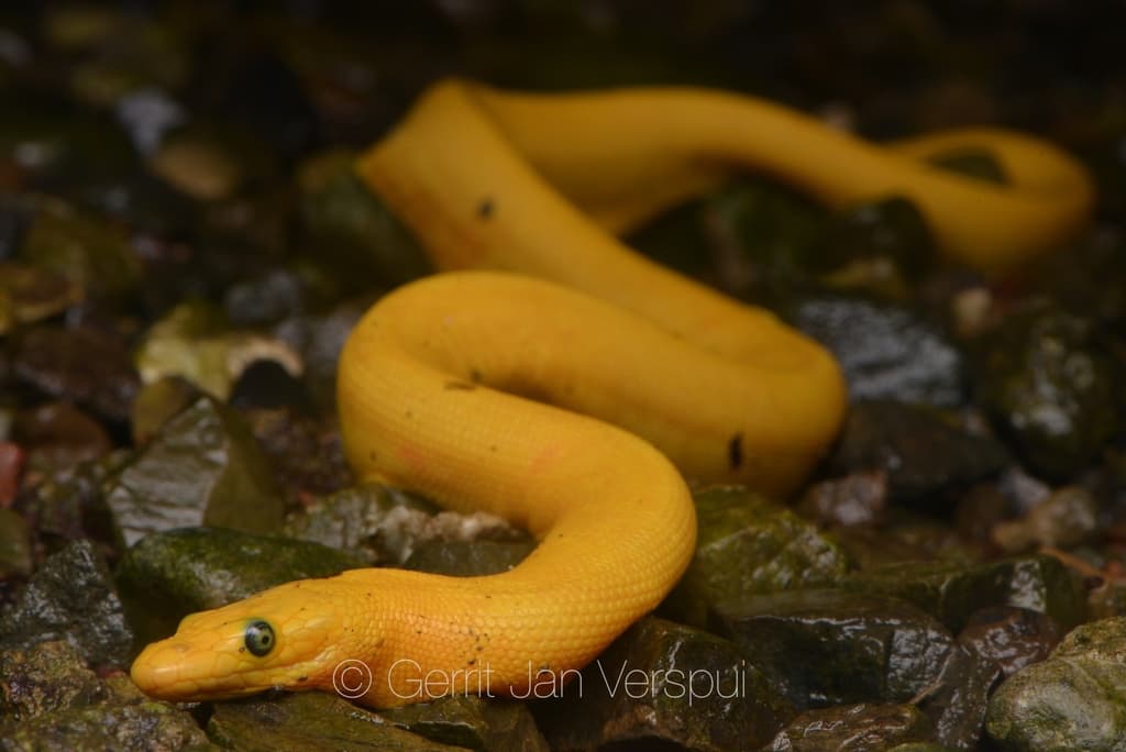 Yellow-bellied sea snake photo 4