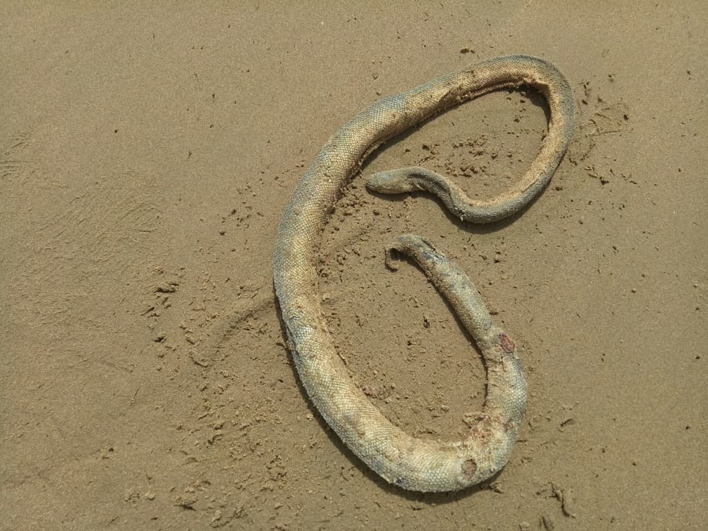 Hook-nosed sea snake photo 2