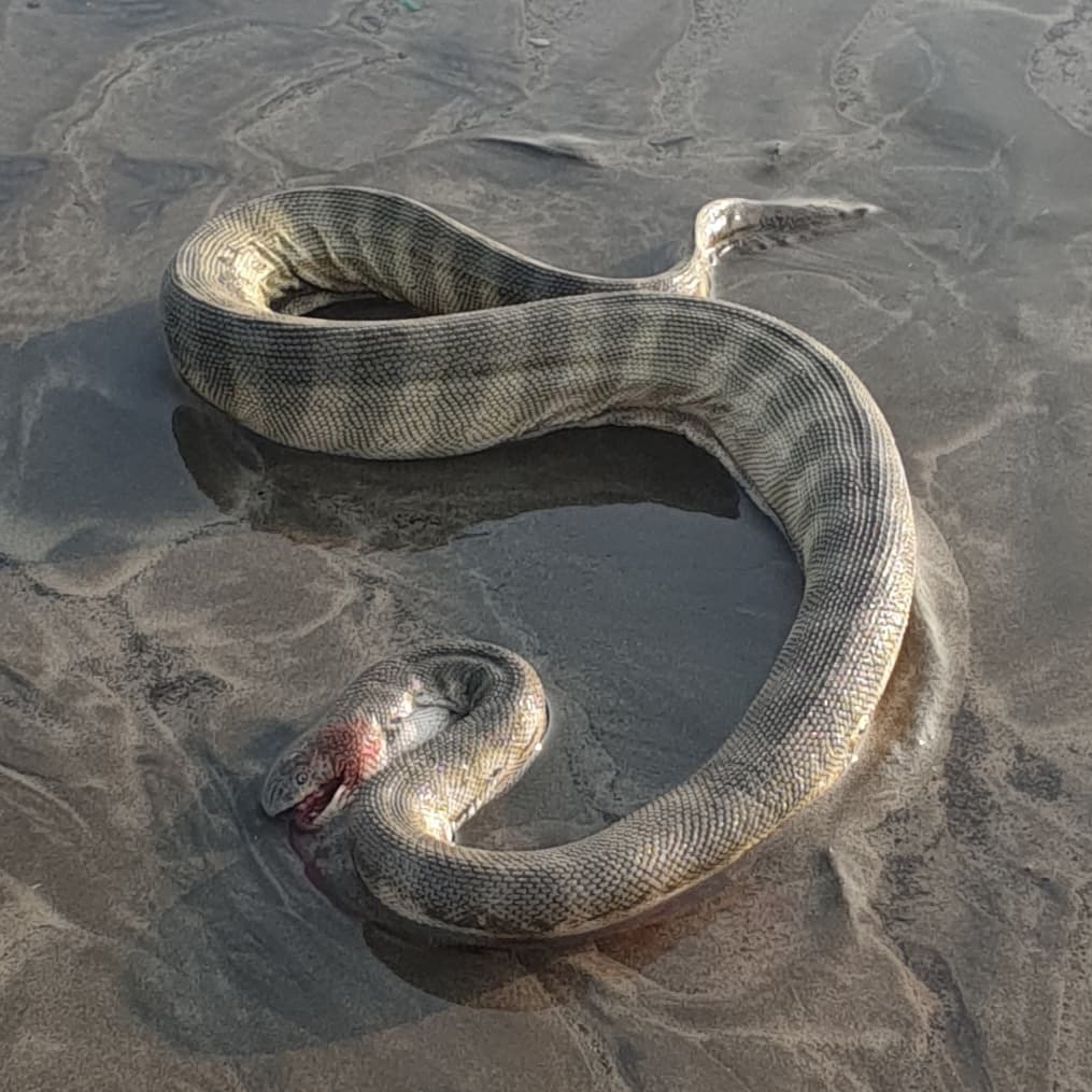 Hook-nosed sea snake photo 4
