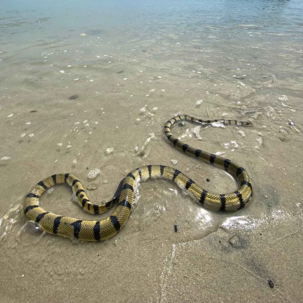 Yellow sea snake photo 2