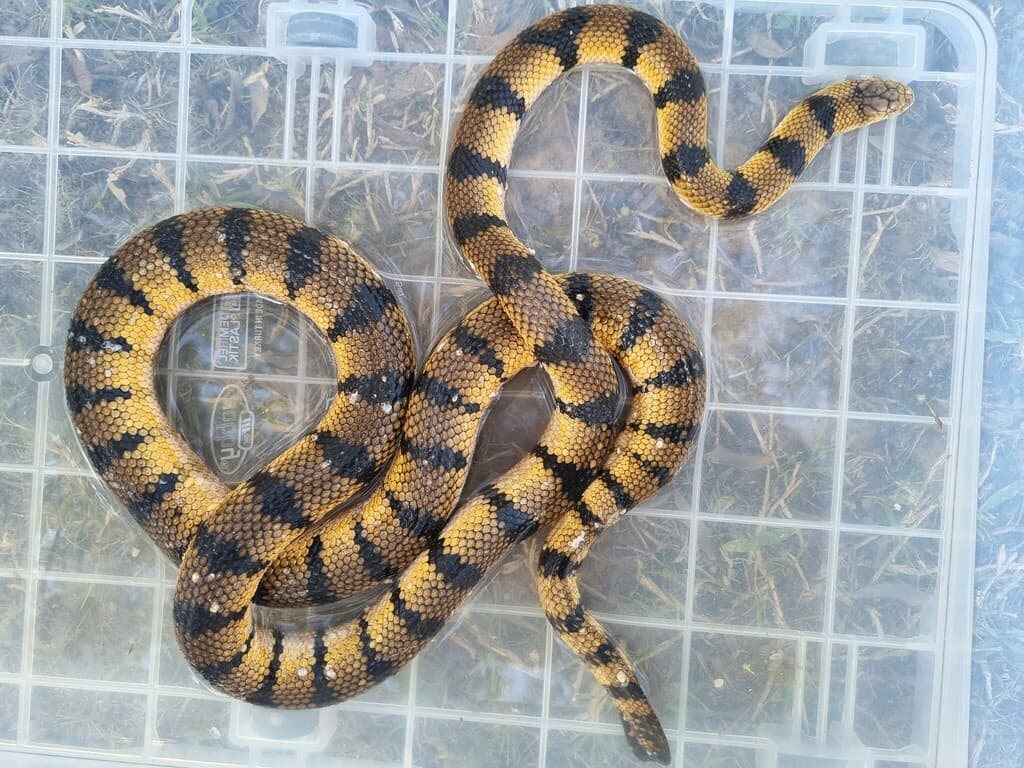 Yellow sea snake photo 3