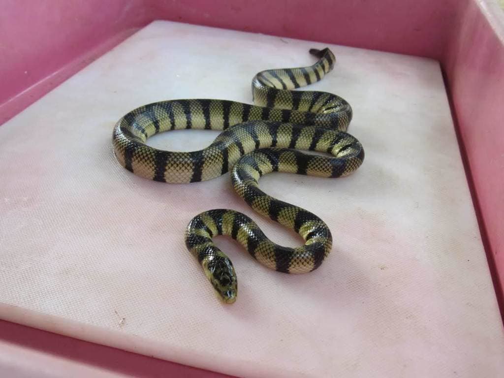 Yellow sea snake photo 4