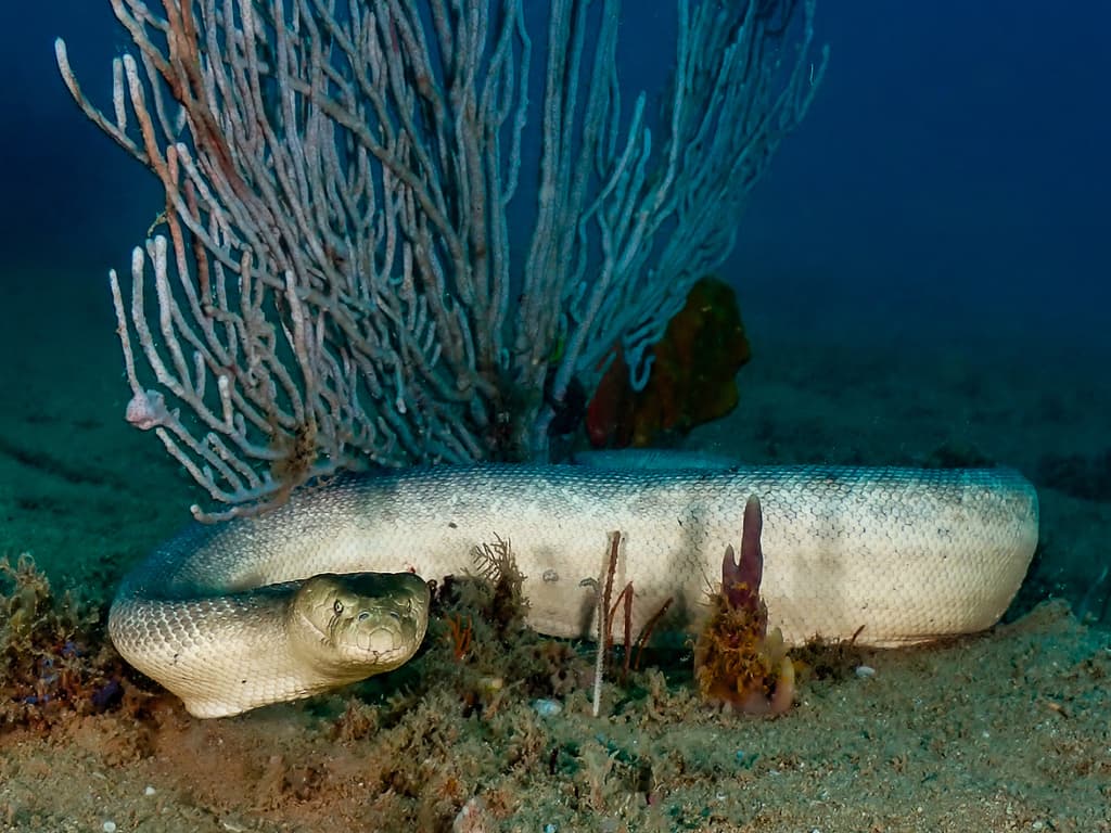 Stokes's sea snake photo 2