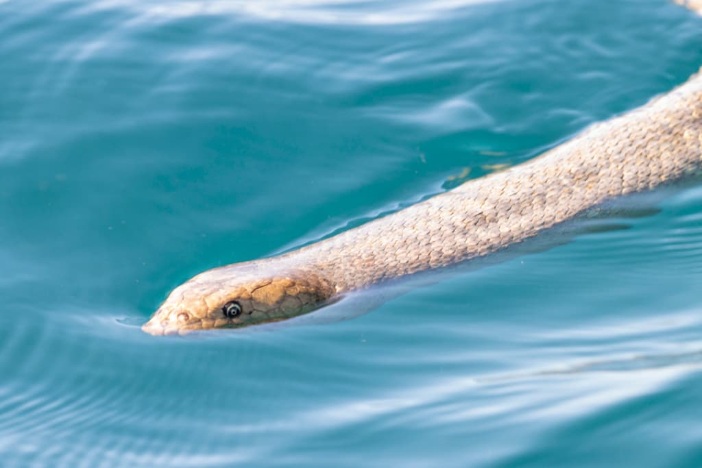 Stokes's sea snake photo 3