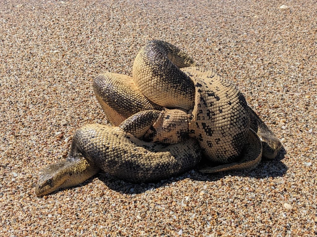 Stokes's sea snake photo 4