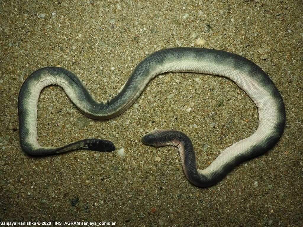Viperine sea snake photo 2