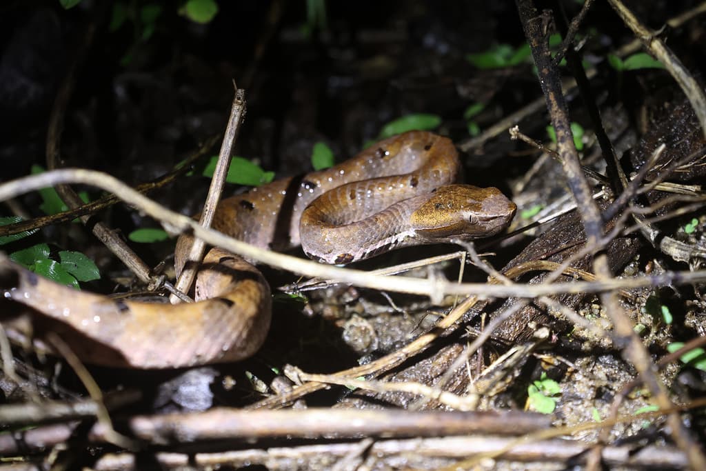 Merrem's hump-nosed pit viper photo 2