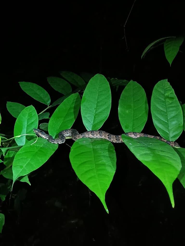 Merrem's hump-nosed pit viper photo 3