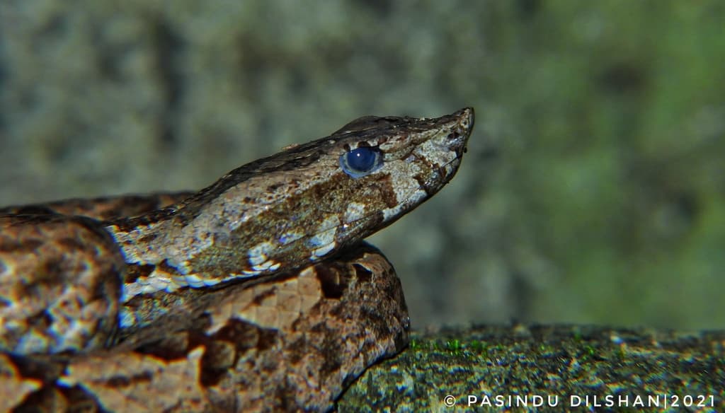 Merrem's hump-nosed pit viper photo 4