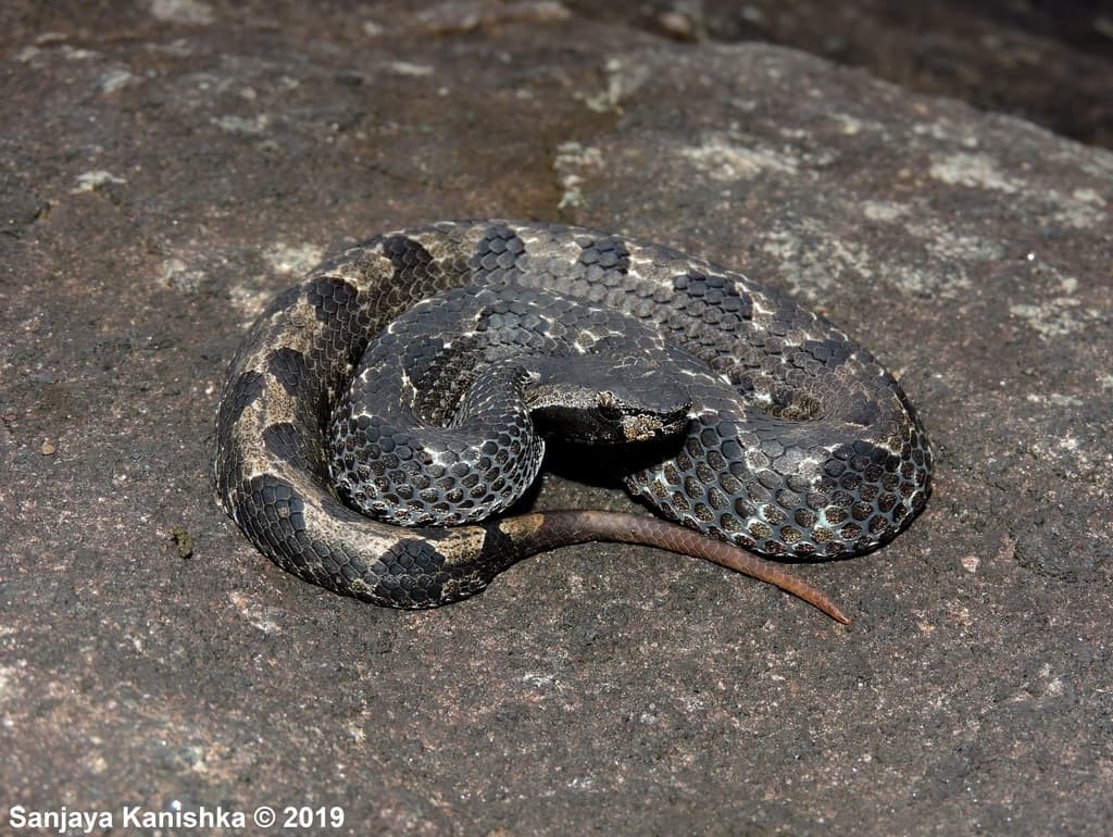 Highland hump-nosed pit viper photo 2