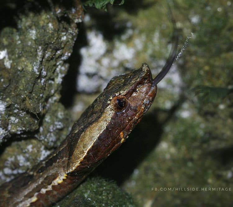 Highland hump-nosed pit viper photo 3