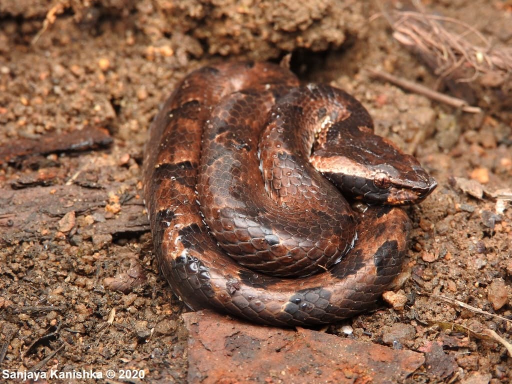 Highland hump-nosed pit viper photo 4