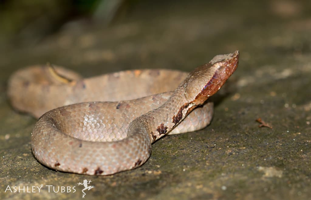 Lowland hump-nosed pit viper photo 2