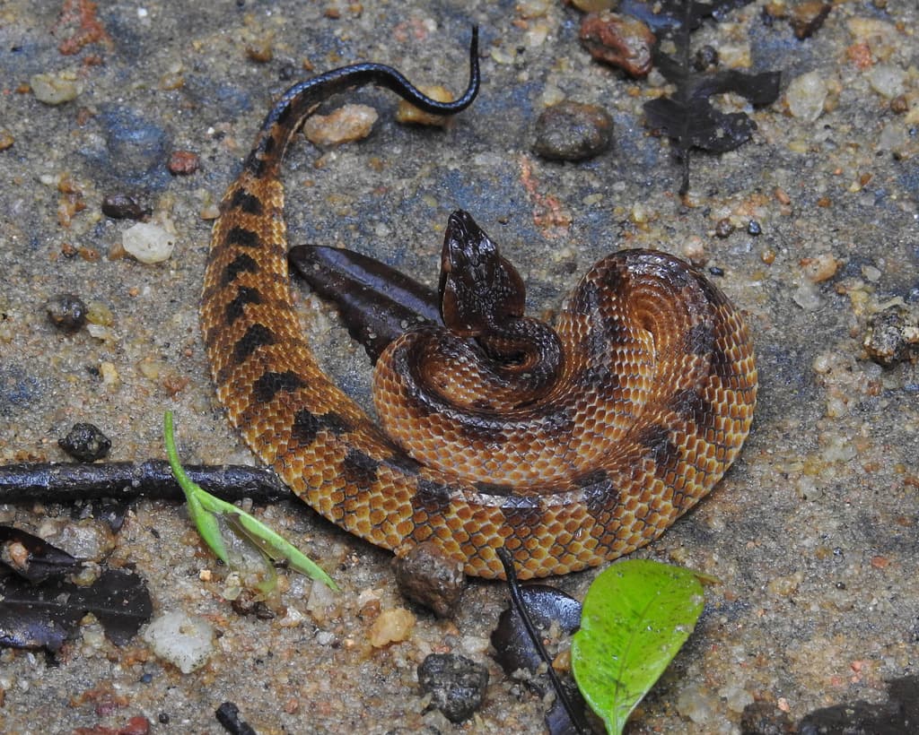 Lowland hump-nosed pit viper photo 3