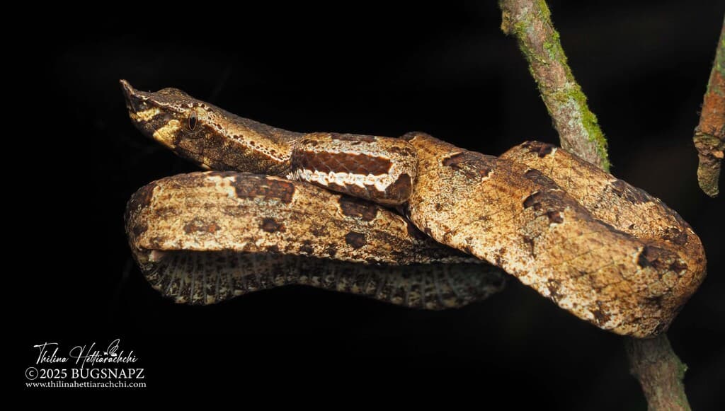 Lowland hump-nosed pit viper photo 4